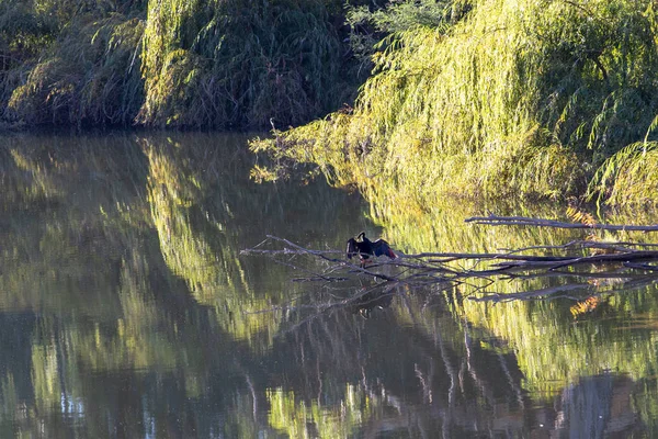 Durgun Su Nehri Yansımaları — Stok fotoğraf