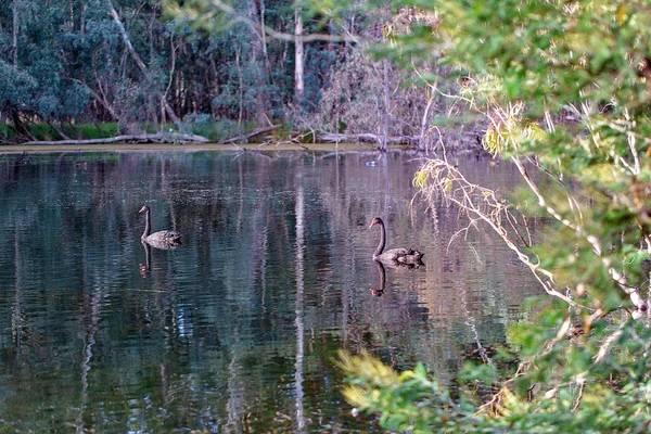 Zwei Schwäne schwimmen friedlich auf einem Flussteich — Stockfoto