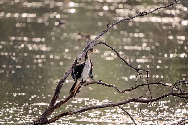 Australischer Kormoran trocknet seine Flügel — Stockfoto