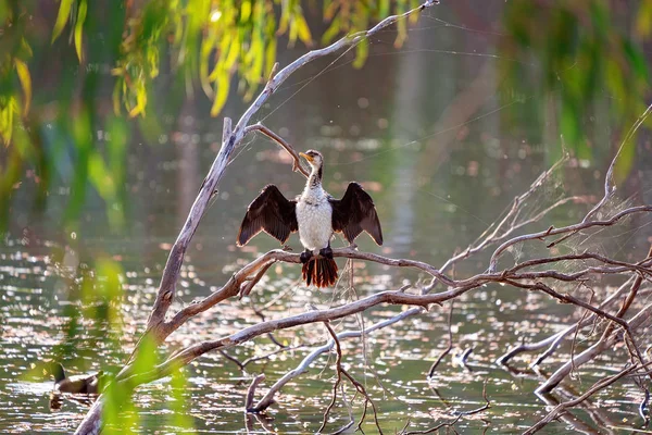 Австралийский баклан вытирает крылья — стоковое фото