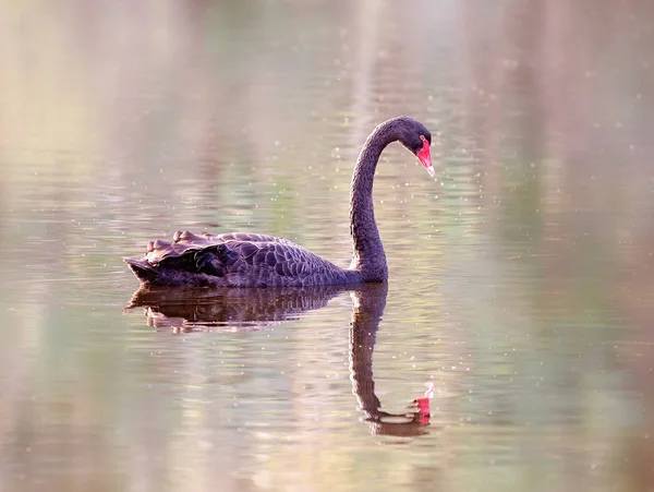 Een elegante zwaan en de reflectie — Stockfoto