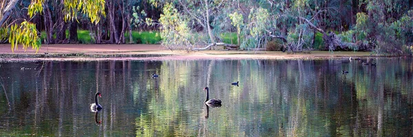 Ptaki na rzece w Australii — Zdjęcie stockowe