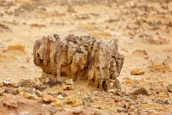 A Petrified Forest a tengerparton a Victoria Australia — Stock Fotó