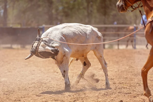 Equipo Calf Roping At Country Rodeo — Foto de Stock