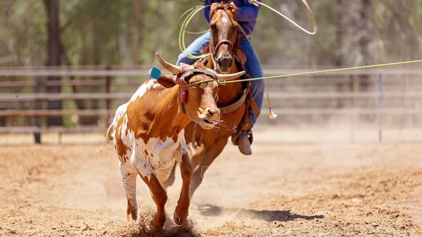 Csapat borjú Roping: ország Rodeo — Stock Fotó