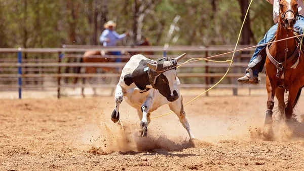 Team Kälberseil beim Country Rodeo — Stockfoto
