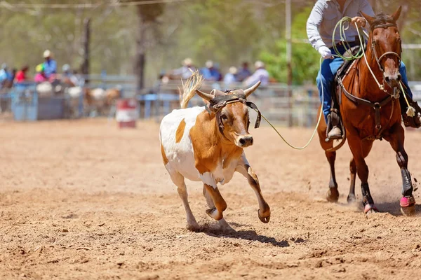 Team polpaccio corda a paese rodeo — Foto Stock