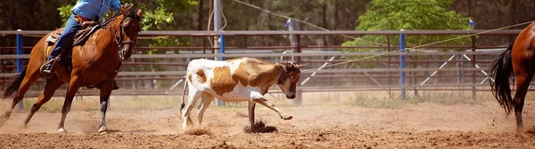 Csapat borjú Roping: ország Rodeo — Stock Fotó