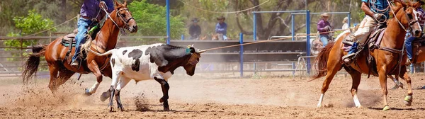 Equipo Calf Roping At Country Rodeo —  Fotos de Stock