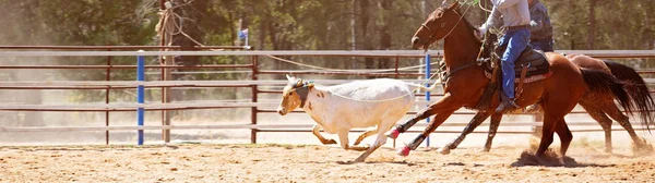 Equipe Bezerro Roping no rodeio do país — Fotografia de Stock