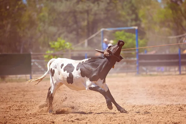Equipo Calf Roping At Country Rodeo — Foto de Stock