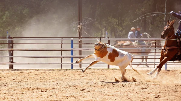 Csapat borjú Roping: ország Rodeo — Stock Fotó