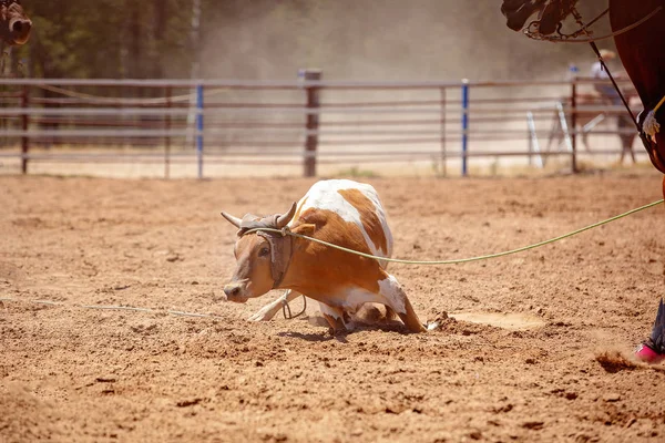 Team kalf moulinette op land Rodeo — Stockfoto