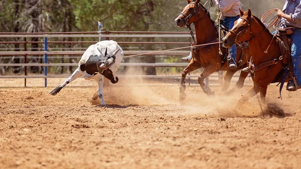 Csapat borjú Roping: ország Rodeo — Stock Fotó