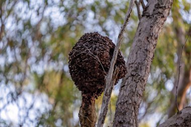 Ağaç Tepelerinde Karınca Yuvası
