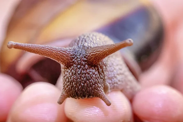 쿡타운 바이 컬러 달팽이 — 스톡 사진