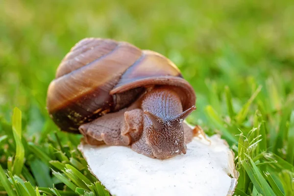 Um caracol bicolor de Cooktown — Fotografia de Stock