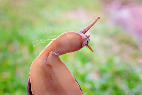 Un escargot bicolore Cooktown — Photo