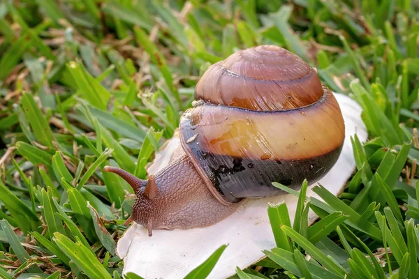 Um caracol bicolor de Cooktown — Fotografia de Stock