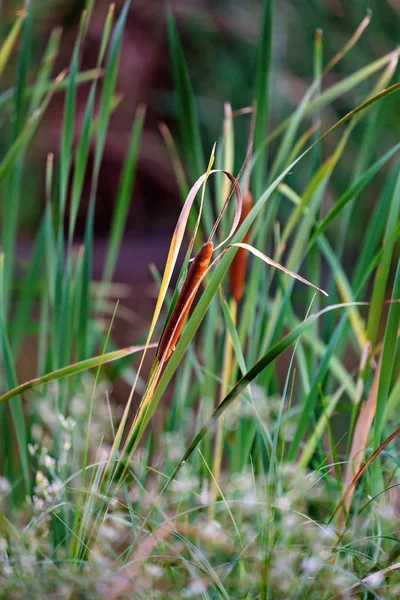 Een spray van bloeiende wilde gras — Stockfoto