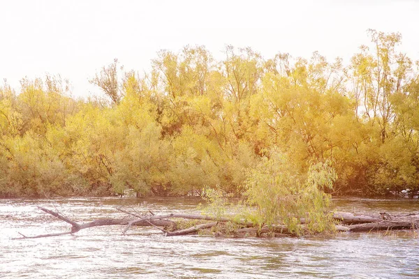 Nehir kenarındaki ağaçlarda Sarı Sonbahar Yeşilliği — Stok fotoğraf