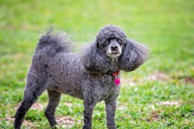 Minyatür Siyah Kaniş Pet Köpek