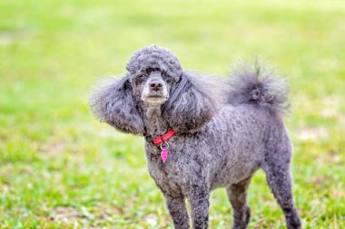 Pet Minyatür Siyah Kaniş Köpek