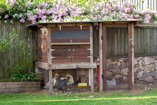 Kycklingar i en bakgård hönshus — Stockfoto