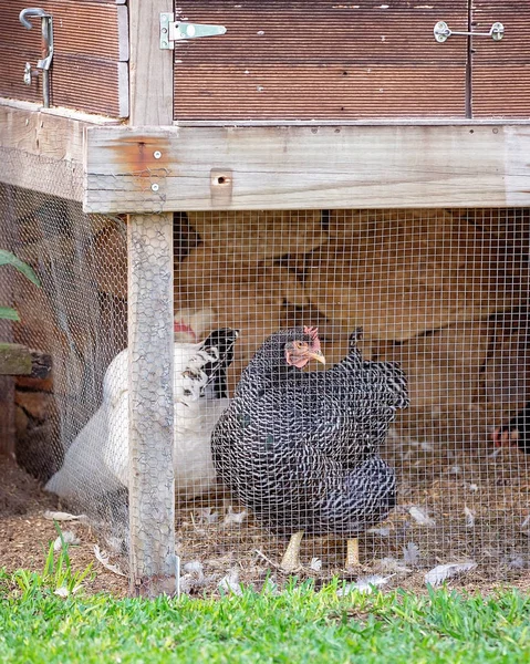 Kippen in een achtertuin kippenhok — Stockfoto