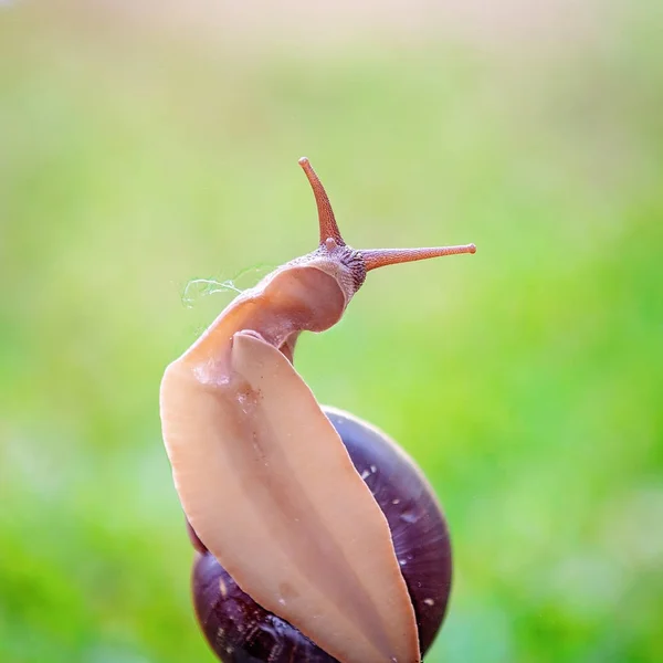 Eine Kochstadt zweifarbige Schnecke — Stockfoto