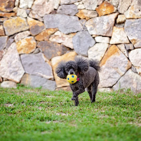 Perro de mascota de caniche negro en miniatura con bola —  Fotos de Stock