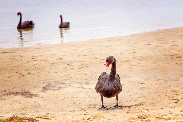 Łabędzie na australijskiej plaży — Zdjęcie stockowe