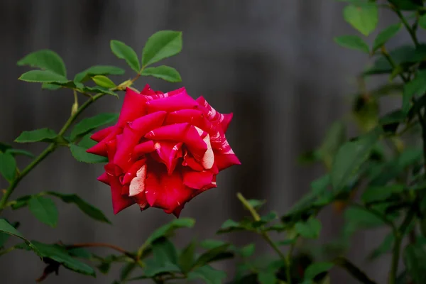 A Solitary Red Rose On A Bush — Stock Photo, Image