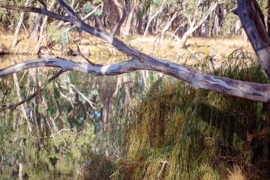 Bir Nehir üzerinde ağaçlar aracılığıyla ışık oyunu