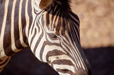Çizgilerini Gösteren Bir Zebra