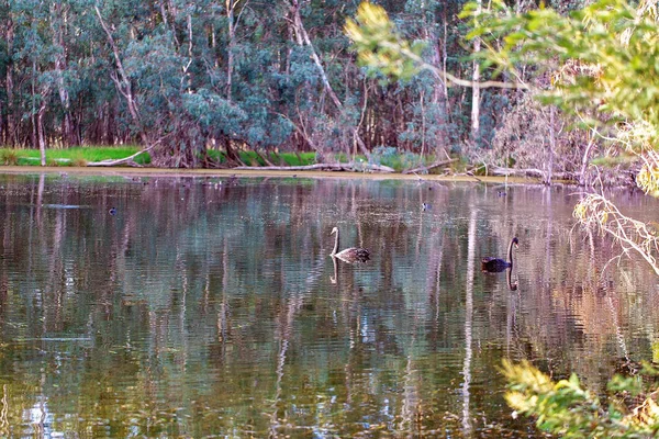 Swans zwemmen in een rivier bij zonsopgang — Stockfoto