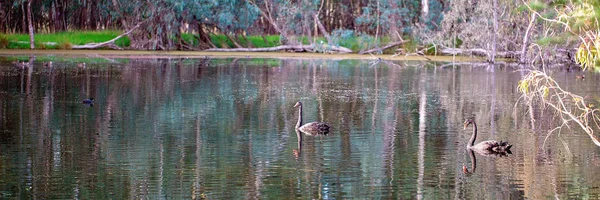 Swans in een prachtig rivier landschap — Stockfoto