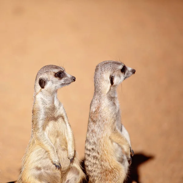 Bonito e curioso Meerkats — Fotografia de Stock