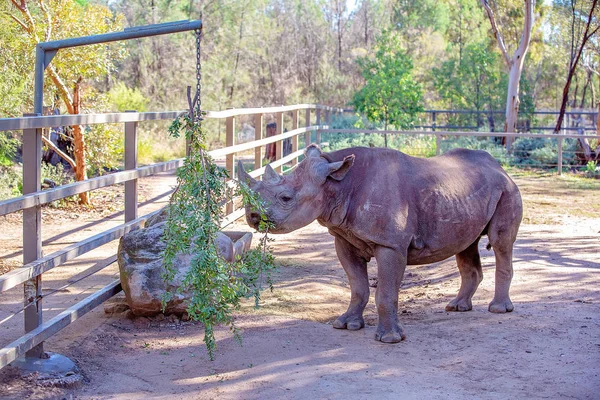 Zagrożone czarne nosorożce jedzenia — Zdjęcie stockowe
