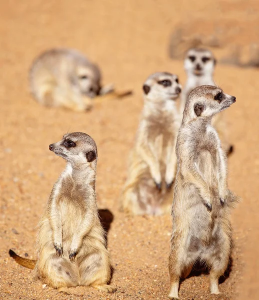 Mindig aktív és Cheeky Meerkats — Stock Fotó