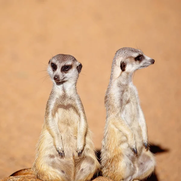 Cute And Inquisitive Meerkats — Stock Photo, Image