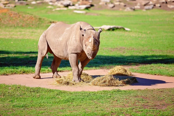Zagrożone białe nosorożce jedzenia — Zdjęcie stockowe