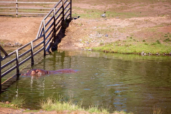En flodhäst gå för en simtur — Stockfoto