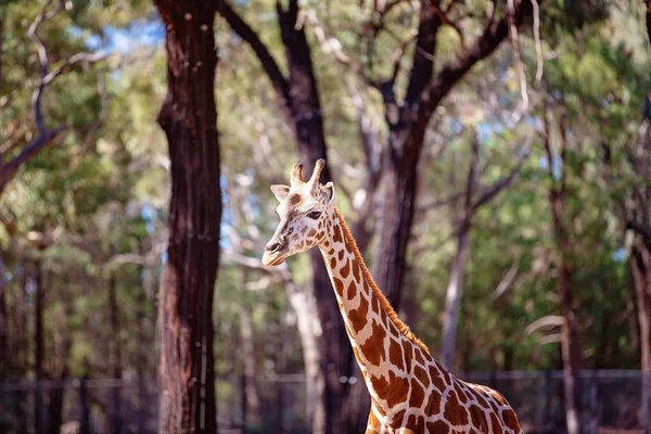 Erstaunliches Tier, die große Giraffe — Stockfoto