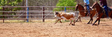 Bir Avustralya Rodeo at Buzağı Roping Yarışması