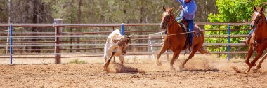 Bir Avustralya Rodeo at Buzağı Roping Yarışması