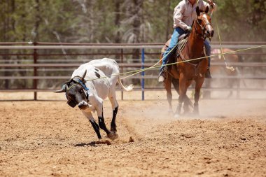 Bir Avustralya Rodeo at Buzağı Roping Yarışması