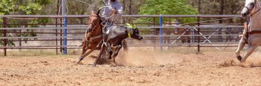 Buzağı Roping Bir Avustralya Rodeo at