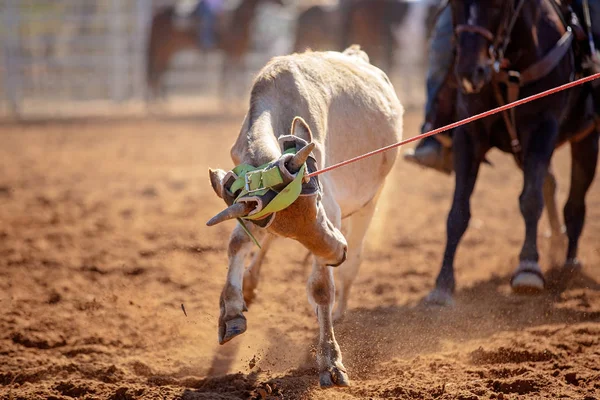 Kalv Roping konkurrens på en australisk Rodeo — Stockfoto