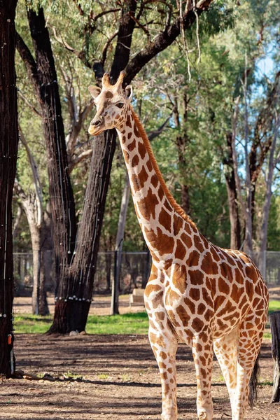 La jirafa de cuello largo — Foto de Stock